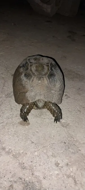 Turtles0