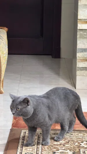 قط بريتش للبيع