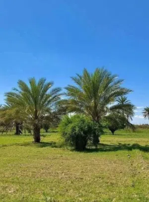 نصف دونم للبيع 1،250 م