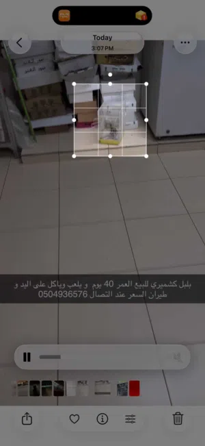 بلبل كشميري