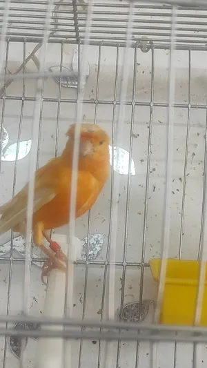 Parrots1