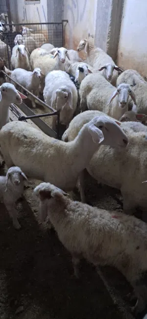 مطلوب غنم عساف او قبرصي