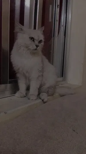 شيرازيه للبيع