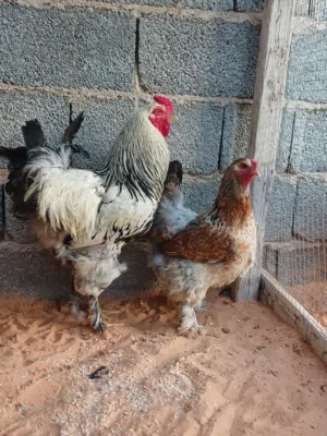 كوبيا براهما ربي يبارك منتجه حاجه ربي يبارك.