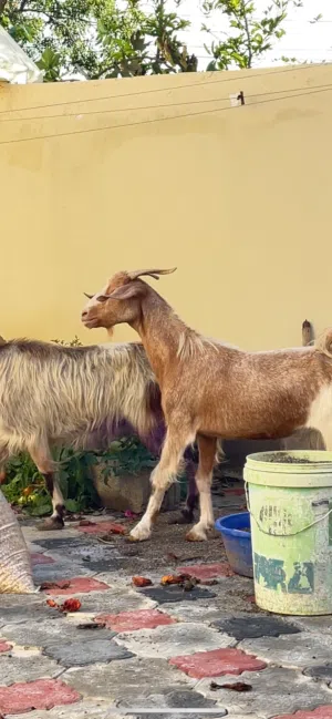 شاتين للبيع