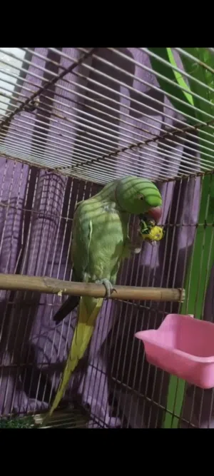 دره أفريقي اليف