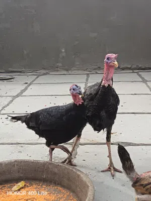 فسيفس للبيع بياضات