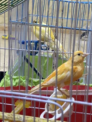 كناري للبيع