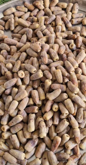 سح النغال انتاج سنه 2026
