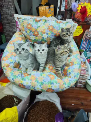 قطط سكوتش ستريت جولدن ny24 وبريتش سيلفر شدد مع بكج كامل  بكج مرتب