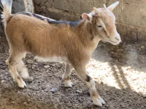 ماعز كردي درجه اولي