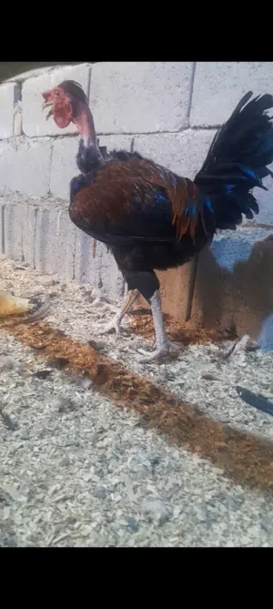 ديوجه عرب خشنات عدد 5زوج 25 أبي ألخصيب