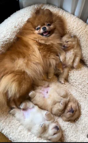 Mini size Puppy Pamorenian