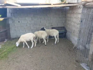 المكان الزهره