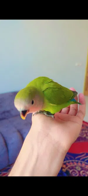 السلام عليكم الوصف مهم