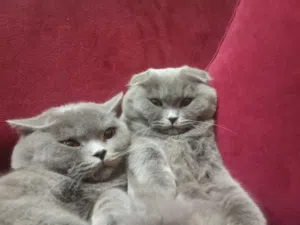 2. قطط للبيع  تنينيهم