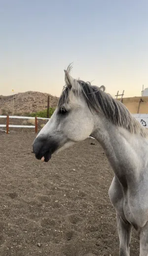 حصان عربي للبيع