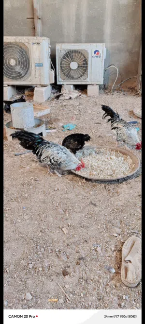عله 10دجاج