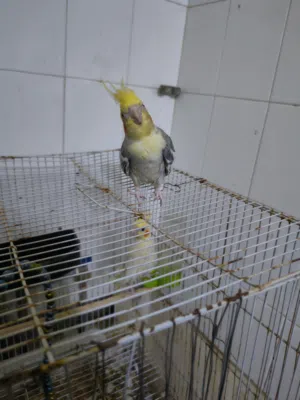 جوز كوكتيل  منتج وشغال