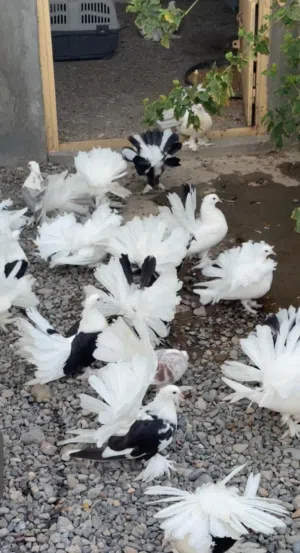 حمام زينه شمسي امريكي
