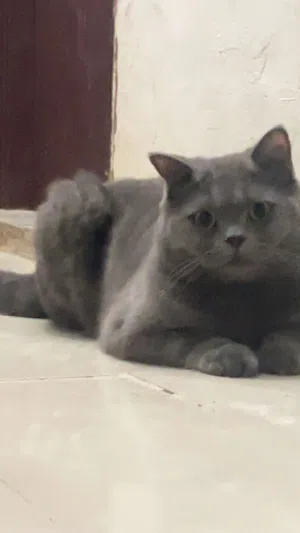 بريتش شورت هير British short hair