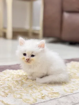 قطة شيرازية عمرها شهر للبيع ، persian kitten