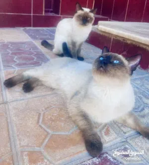 قطط نوع سيامي