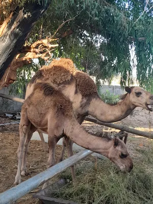 ‏جمال‏2