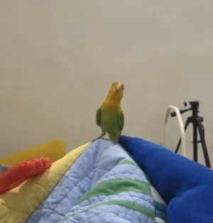Love brid 4 months old