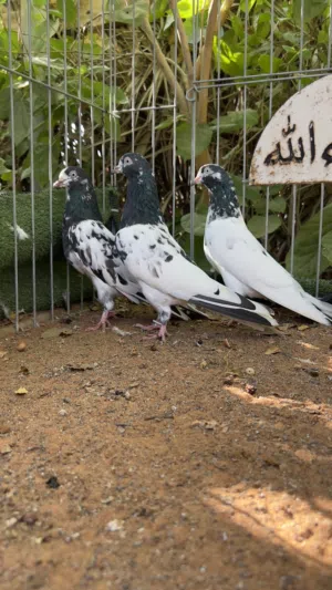 حمام تيدي128 للبيع