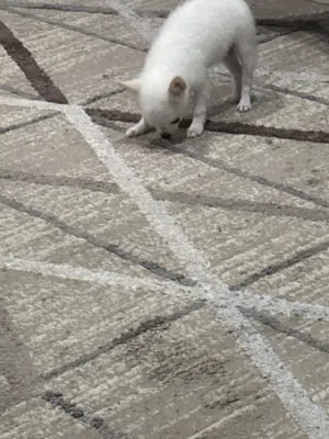 بيع جرو بومرنيان