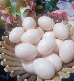 متوفر 20 كويتي من هذا الحلال التواصل اتصال واتساب فقط