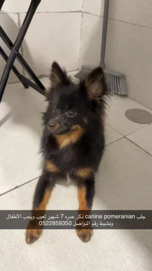 كلب عمر 7 شهور