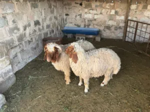 طليان فحله للبيع يرهمن ضحيه مكفولات من كل عيب