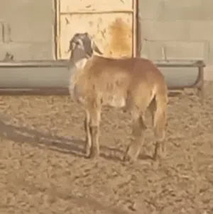 كبش سوداني