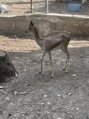 بيع غزال ديماني