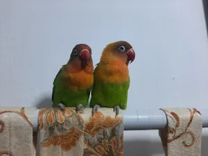 2 breeding lover birds (cage included)