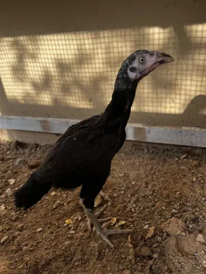 دجاج باكستاني سندي