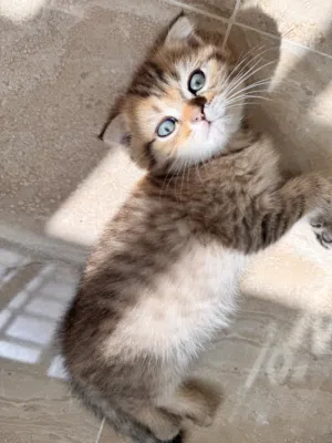 Purebred Scottish Fold Kitten – 2 Months Old, Very Sweet