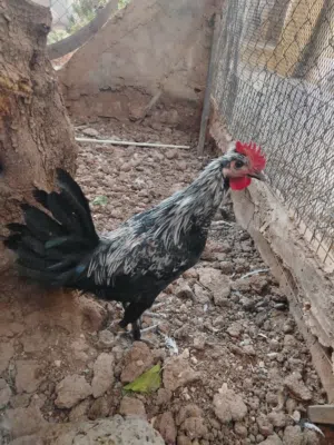 دجاج بلدي للبيع