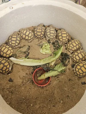Turtles2