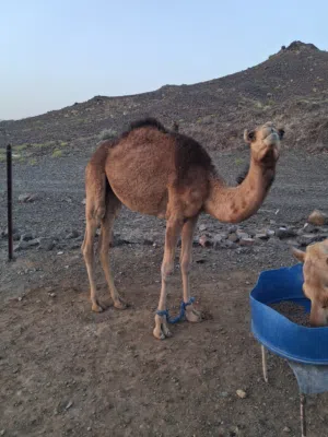 بكره للبيع
