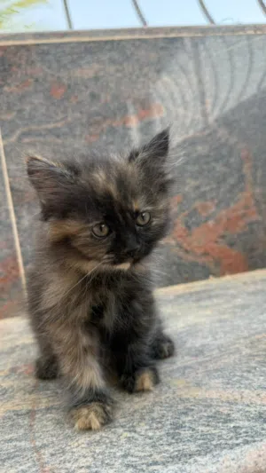 قطه انثى شيرازيه عمرها شهر ونص