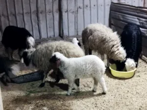 معجنات مطافيل لبيع صحيات من كل عيب  وحده جوها ذكر وحده جوها نثيه سعر الوحده 525 العنوان ابي الخصيب