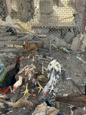 للبيع بتشوات