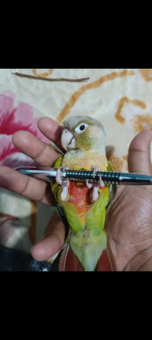 للبيع كنيور اناناس