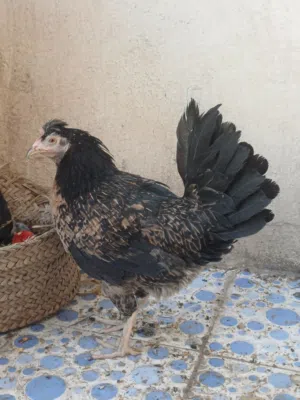 سيت دجاج عرب مرتب