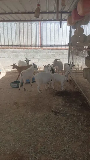 ماعز للبيع