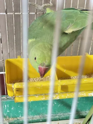 أنثى الدره للبيع