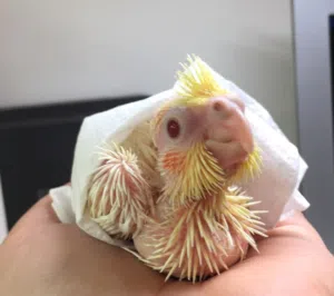 مطلوب فرخ كوكتيل أو دره